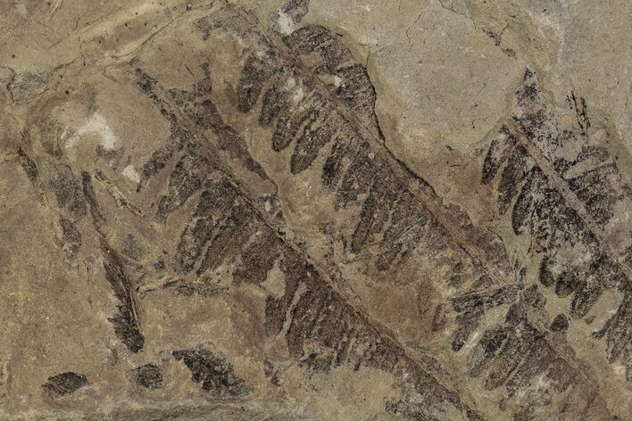 Nodule With Fern Fossils - Mazon Creek #87517